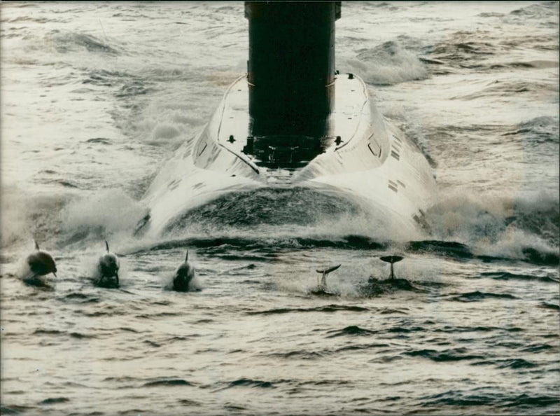 Dolphin Animal,race submarine. - Vintage Photograph