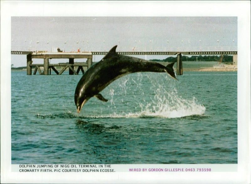 Dolphin Animal,jumping. - Vintage Photograph