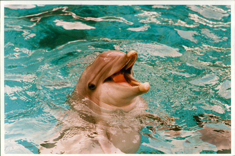 Dolphin Animal. - Vintage Photograph