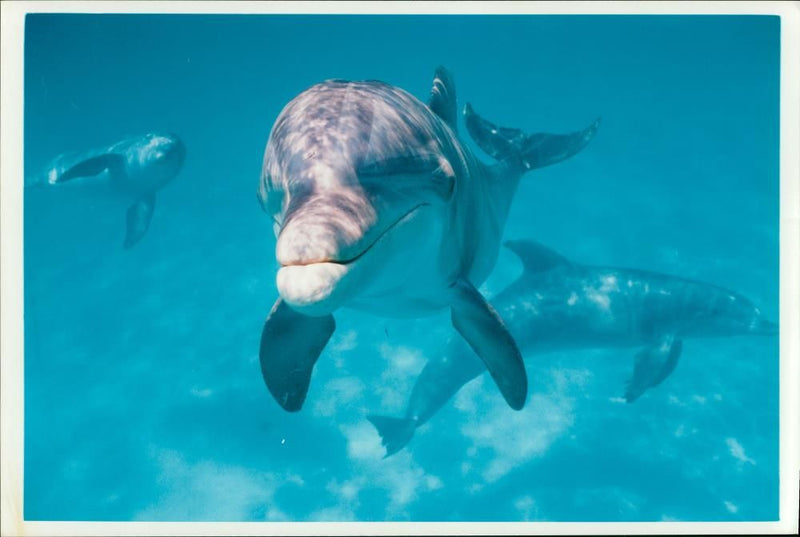 Dolphin Animal. - Vintage Photograph