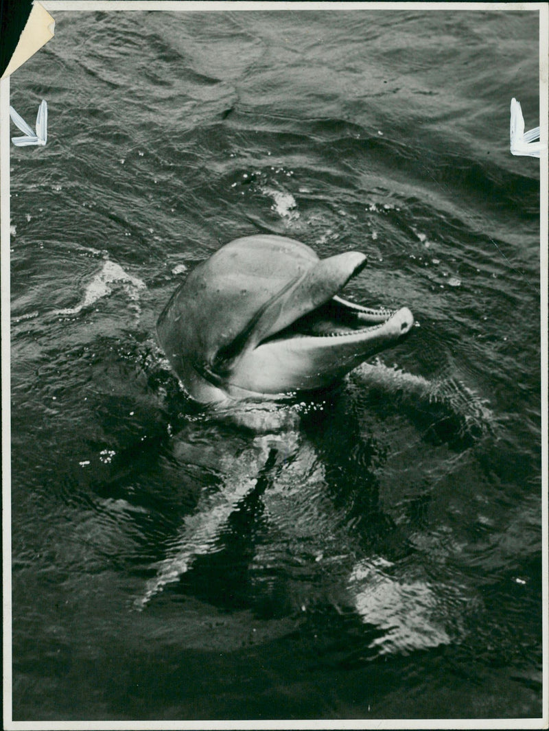 Dolphin Animal. - Vintage Photograph