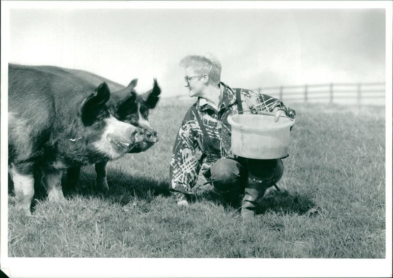 Animal: Pig - Vintage Photograph