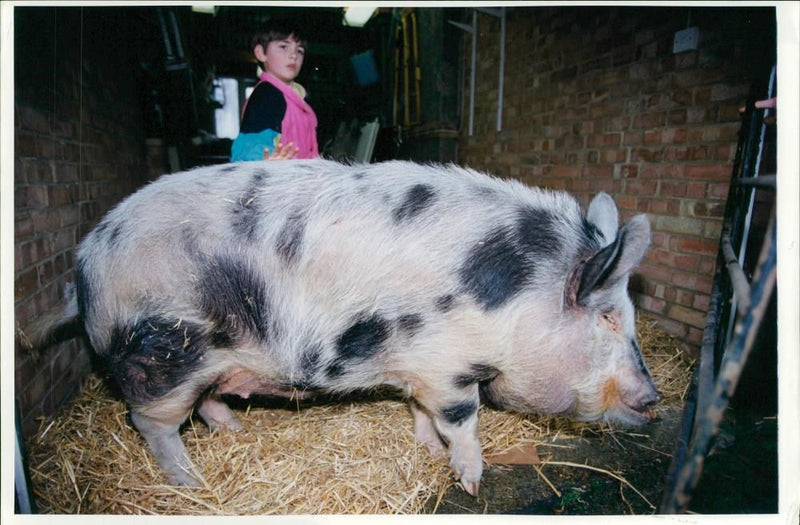 Animal: Peruvian Pygmy Pig. - Vintage Photograph