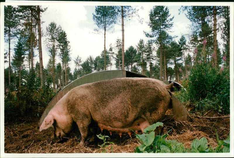 Animal: Pigs - Vintage Photograph