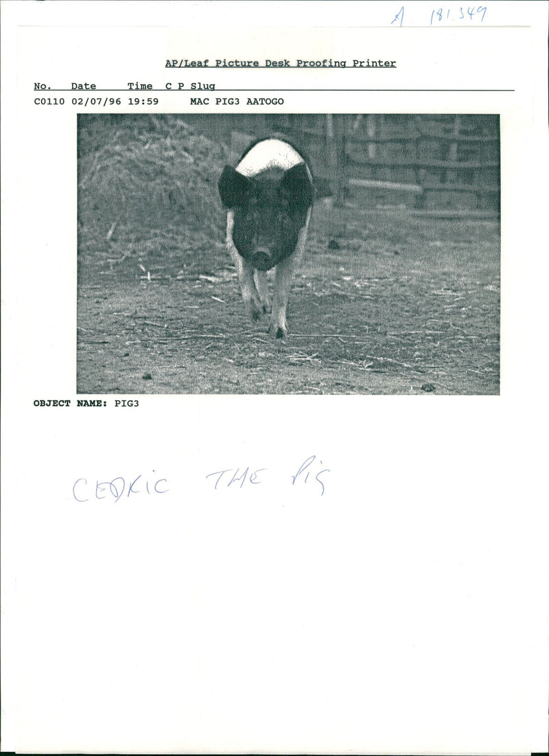 Animal: Cedric - Vintage Photograph