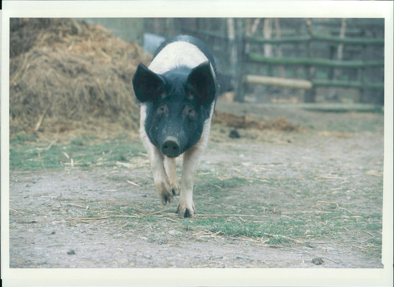 Animal: Cedric - Vintage Photograph