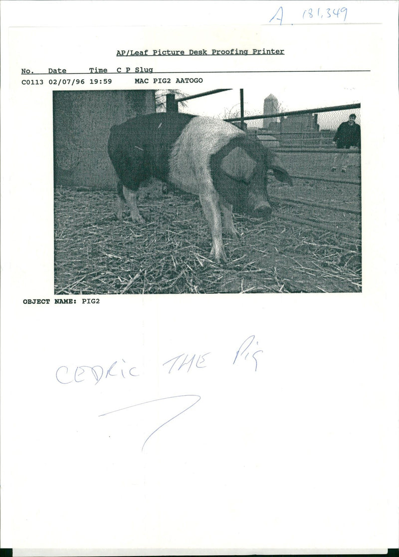 Animal: Cedric the pig. - Vintage Photograph