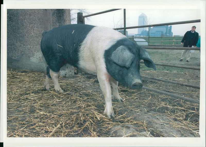 Animal: Cedric the pig. - Vintage Photograph