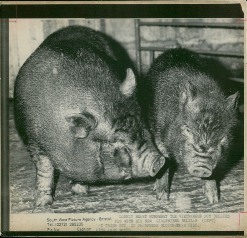 Animal: Pig - Vintage Photograph