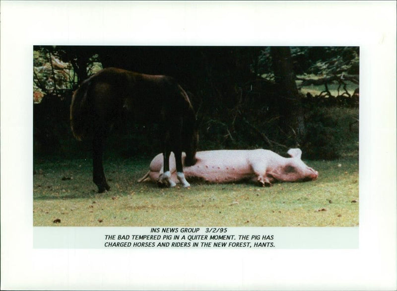 Animal: The bad tempered pig in a quiter moment. - Vintage Photograph