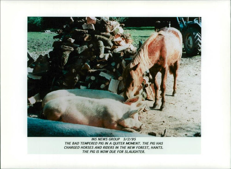 Animal: The bad tempered pig in a quiter moment. - Vintage Photograph