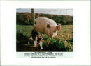 Animal: M the pugnacious pig. - Vintage Photograph