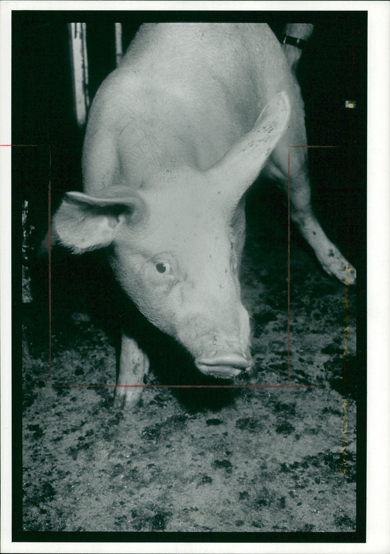 Animal: Pig - Vintage Photograph