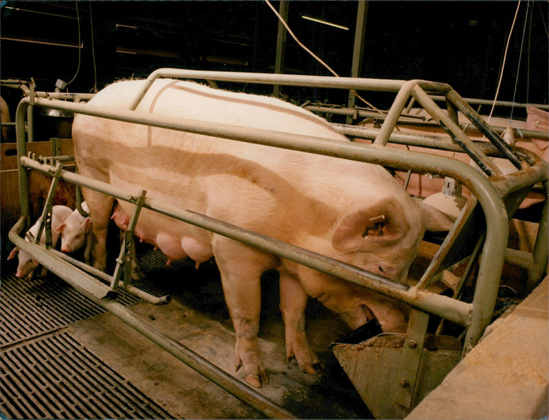 Animal: Pig in a foarrowing crates. - Vintage Photograph