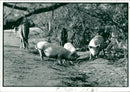 Pigs put out to graze freely by local farmers. - Vintage Photograph