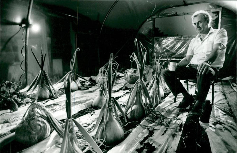 Vegetable Onions - Vintage Photograph