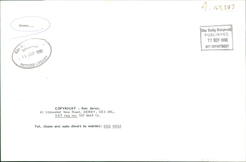 Vegetable Onions - Vintage Photograph