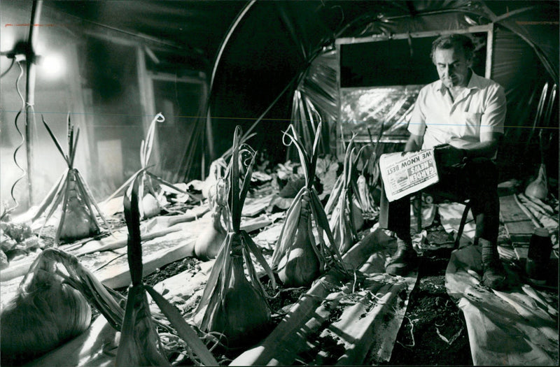 Vegetable Onions - Vintage Photograph