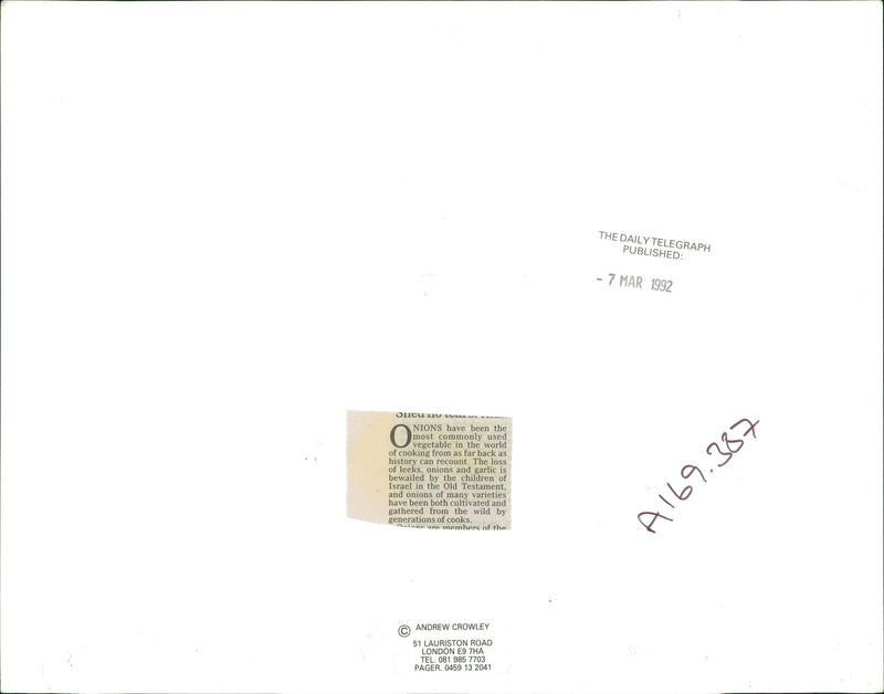 Vegetable Onions - Vintage Photograph