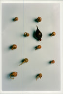 Red Onions and Shallots - Vintage Photograph