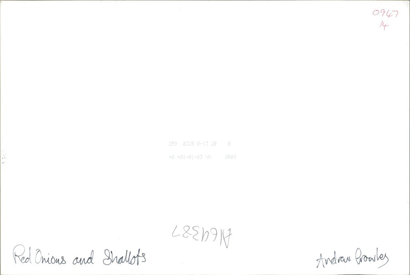 Red Onions and Shallots - Vintage Photograph