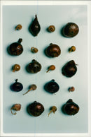 Red Onions and Shallots - Vintage Photograph