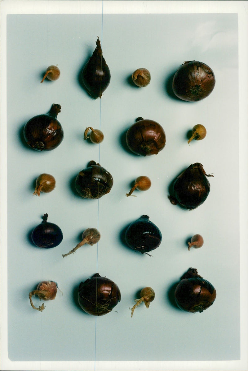 Red Onions and Shallots - Vintage Photograph