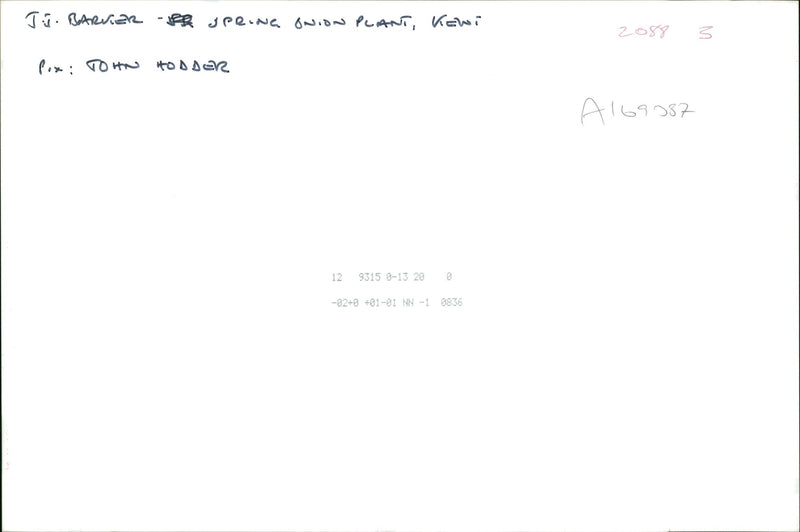 J J Barker Ltd's spring onion plant - Vintage Photograph