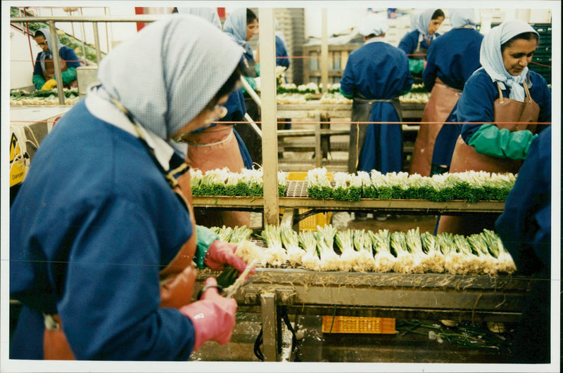 J J Barker Ltd's spring onion plant - Vintage Photograph