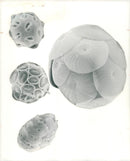 Algae - Vintage Photograph