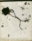 Algae chrysochromulina polypepsis - Vintage Photograph