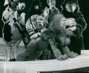 Carl Stream with the animals in the ark of "Noak" on the Vasateatern - Vintage Photograph