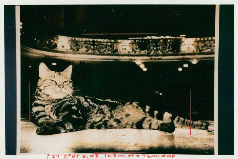 Animal: Cat Beerbohm - Vintage Photograph