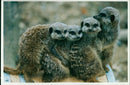 A family of meerkats from africa. - Vintage Photograph