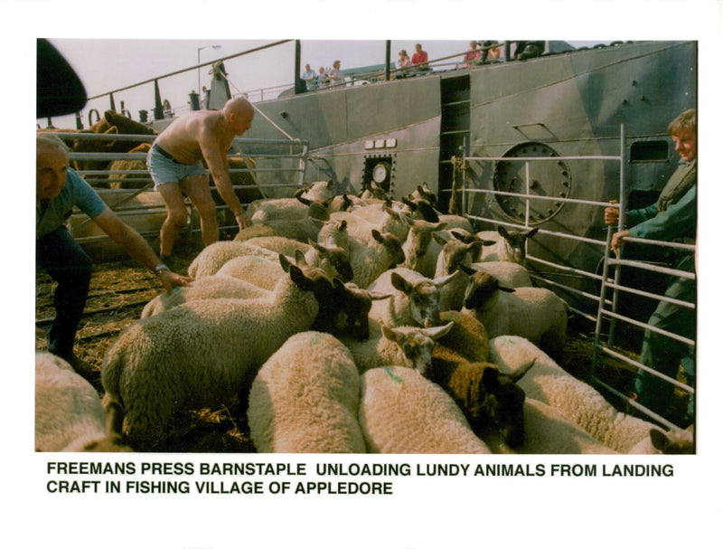 Unloading Lundy animals from landing craft. - Vintage Photograph