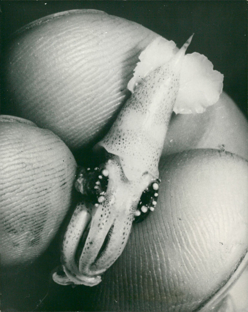 Fish: Squid - Vintage Photograph