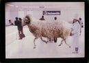 Aduenas,Sheep. - Vintage Photograph