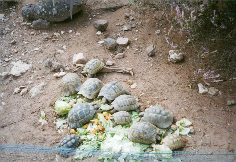 Tortoise Animal. - Vintage Photograph