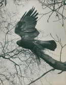 Golden eagle. - Vintage Photograph