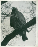Golden eagle. - Vintage Photograph
