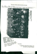 Sarajevo army - Vintage Photograph