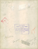 Spaniel Dogs. - Vintage Photograph