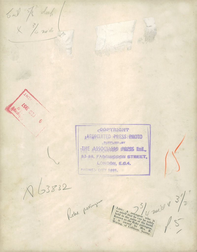 Spaniel Dogs. - Vintage Photograph