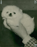 Spaniel Dogs. - Vintage Photograph