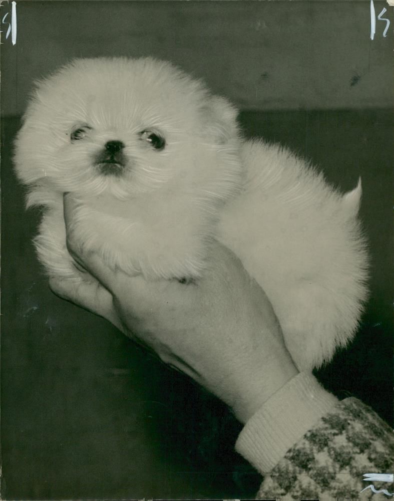 Spaniel Dogs. - Vintage Photograph