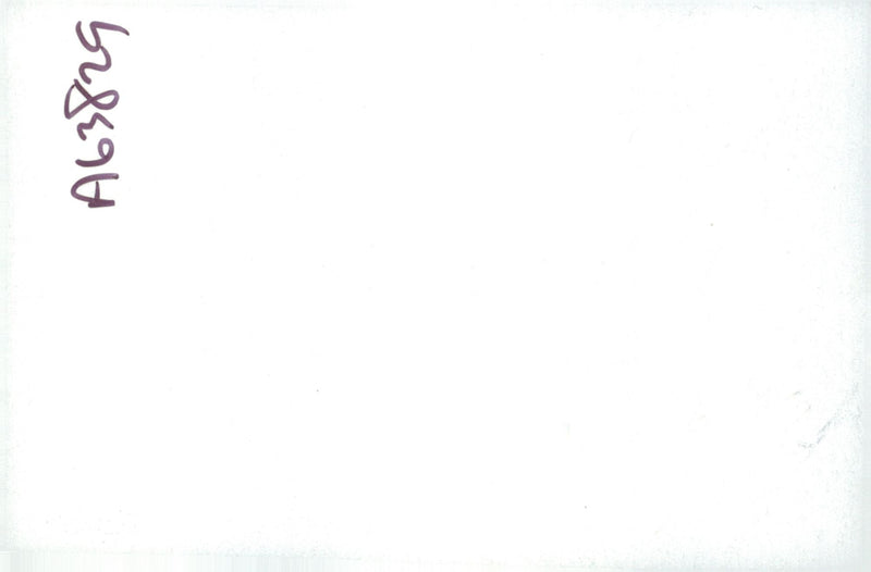 Spaniel Dogs. - Vintage Photograph