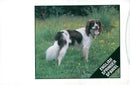 Spaniel Dogs. - Vintage Photograph