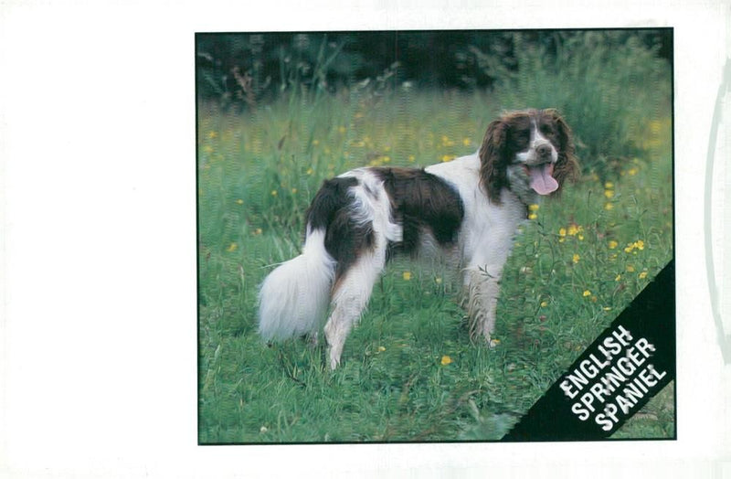 Spaniel Dogs. - Vintage Photograph