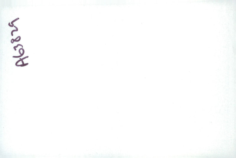 Spaniel Dogs. - Vintage Photograph