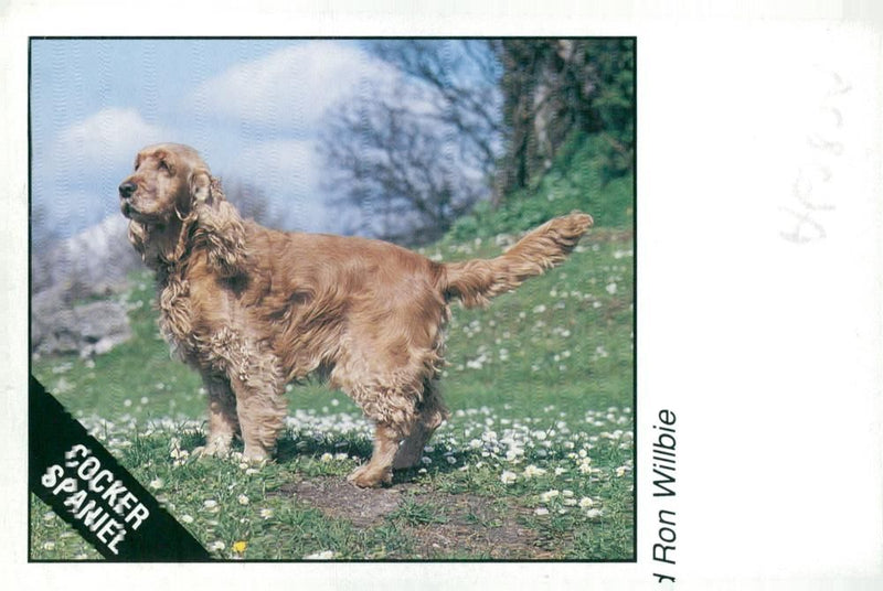 Spaniel Dogs. - Vintage Photograph